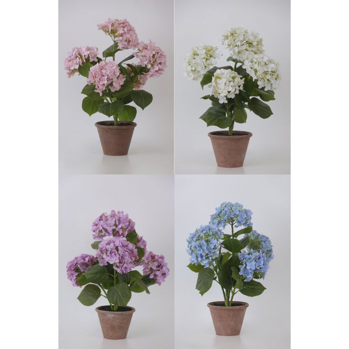 FIORI DI LENA Pianta Ortensia con Vaso in Terracotta