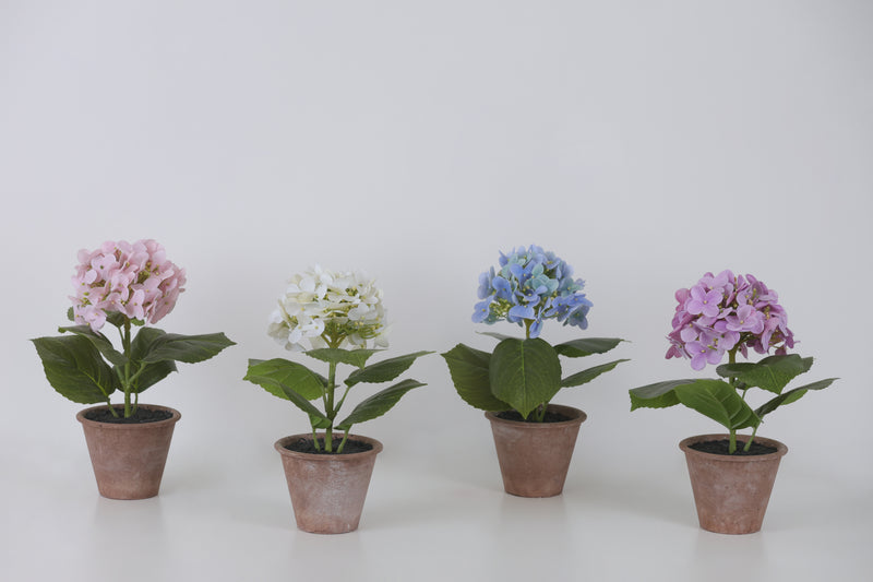 FIORI DI LENA Piantina Ortensia con Vaso in Terracotta