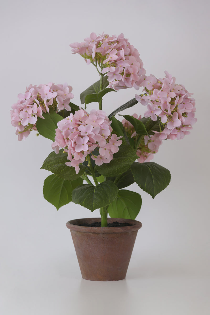 FIORI DI LENA Pianta Ortensia con Vaso in Terracotta