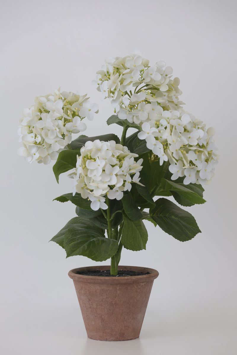 FIORI DI LENA Pianta Ortensia con Vaso in Terracotta