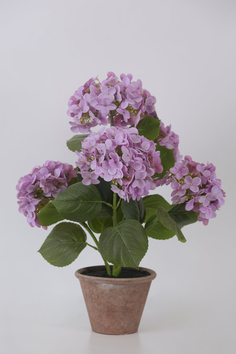 FIORI DI LENA Pianta Ortensia con Vaso in Terracotta