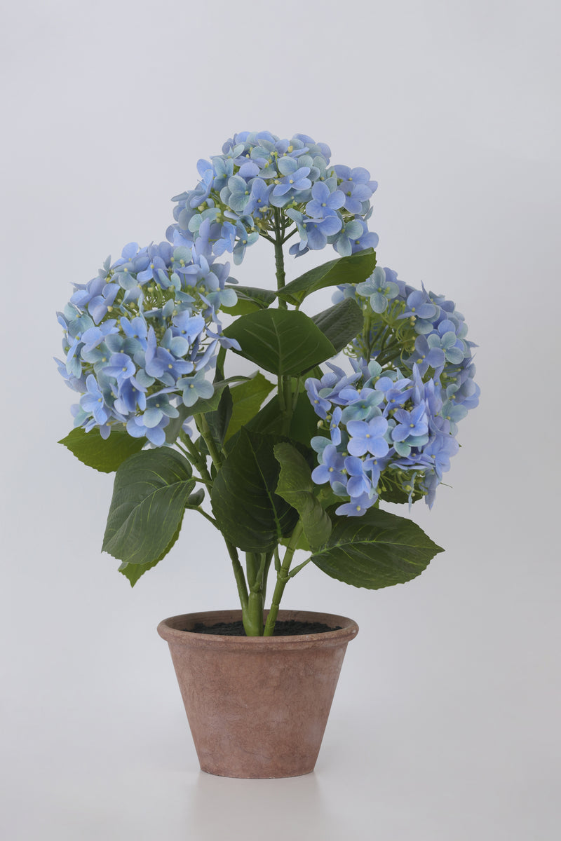 FIORI DI LENA Pianta Ortensia con Vaso in Terracotta